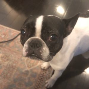 Meet your Posher, Morgan